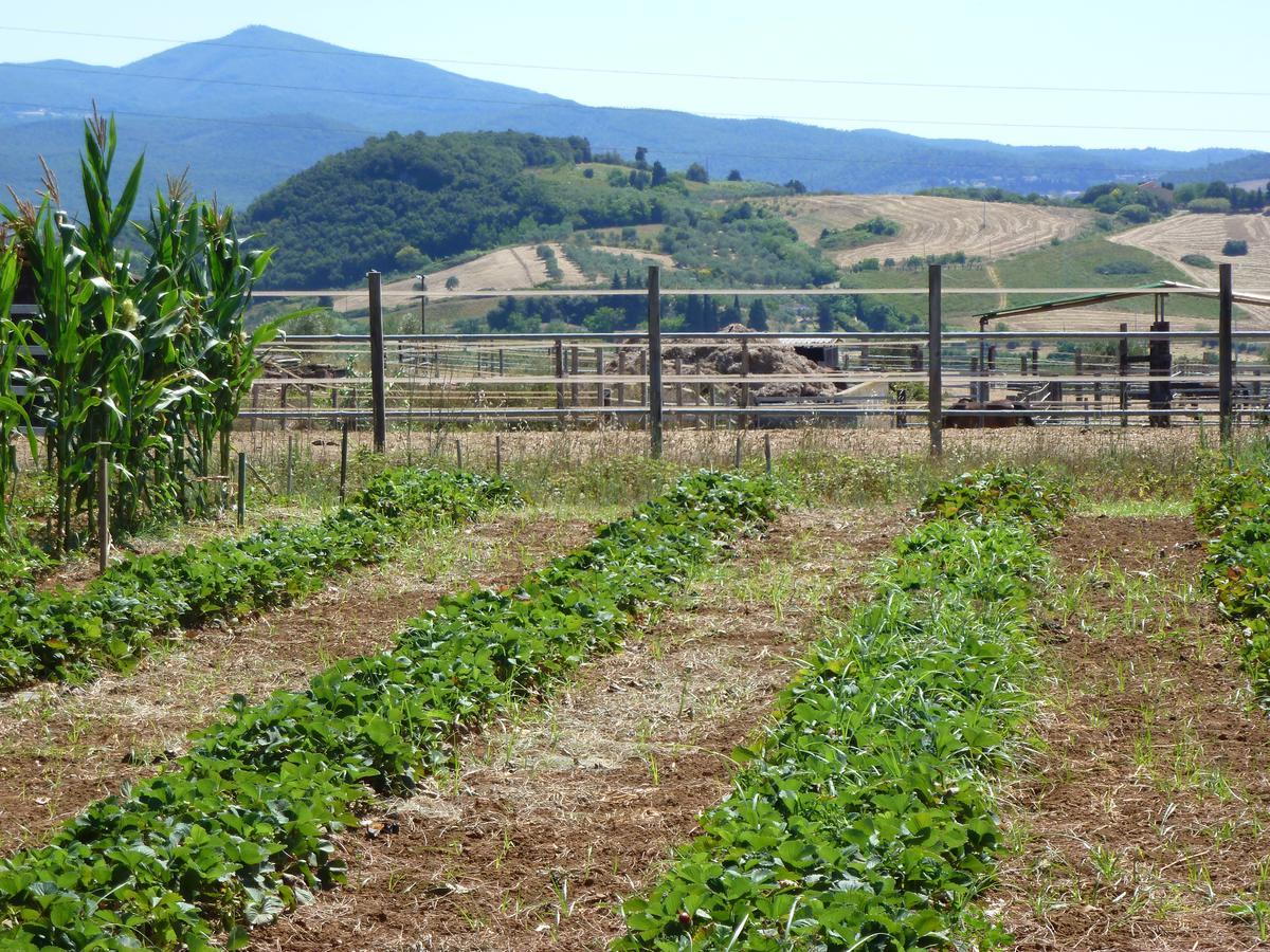 Agriturismo San Marco Hotel Rosignano Marittimo Eksteriør billede