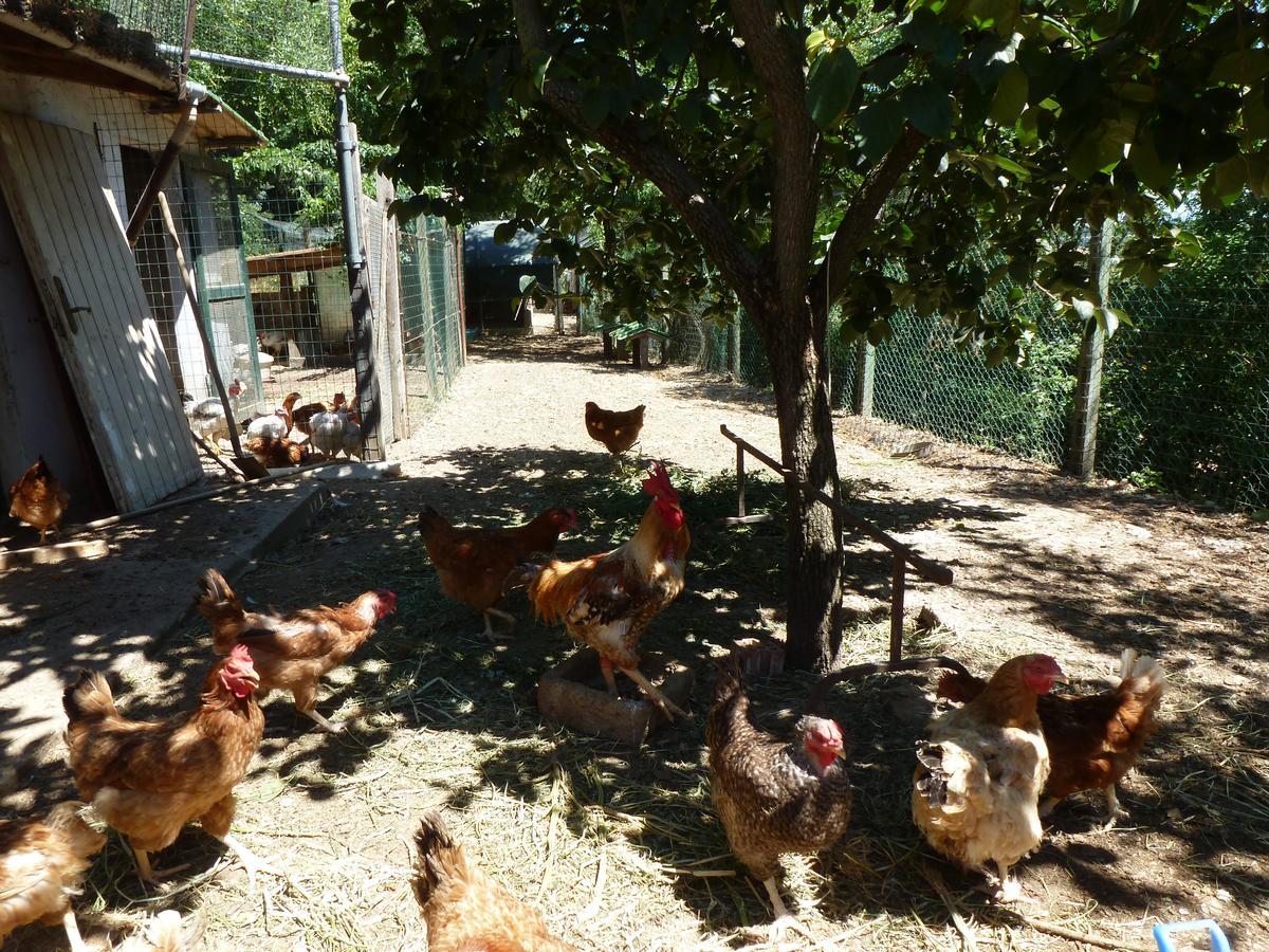 Agriturismo San Marco Hotel Rosignano Marittimo Eksteriør billede